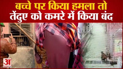 Aligarh tenduaAligarh News : जवां के एक घर में घुसा तेंदुआ, एक बच्चे को किया घायल | Tendua Attack