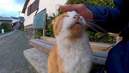 When you walk down the back alleys of Cat Island, cats follow you and it's fun
