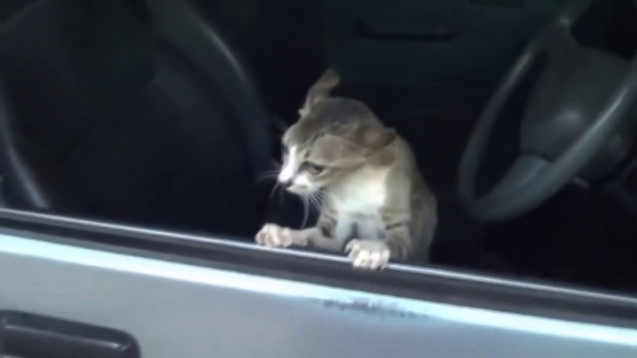 Angry Cats VS Dogs Funny Compilation 2017 !!! (2)