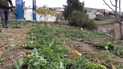 3 ayda hasat vakti geldi, kilosu 60 liradan satılıyor