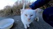 When I went to the white cat zone at the back of the parking lot, the group's only friendly white cat came to be moped as usual.