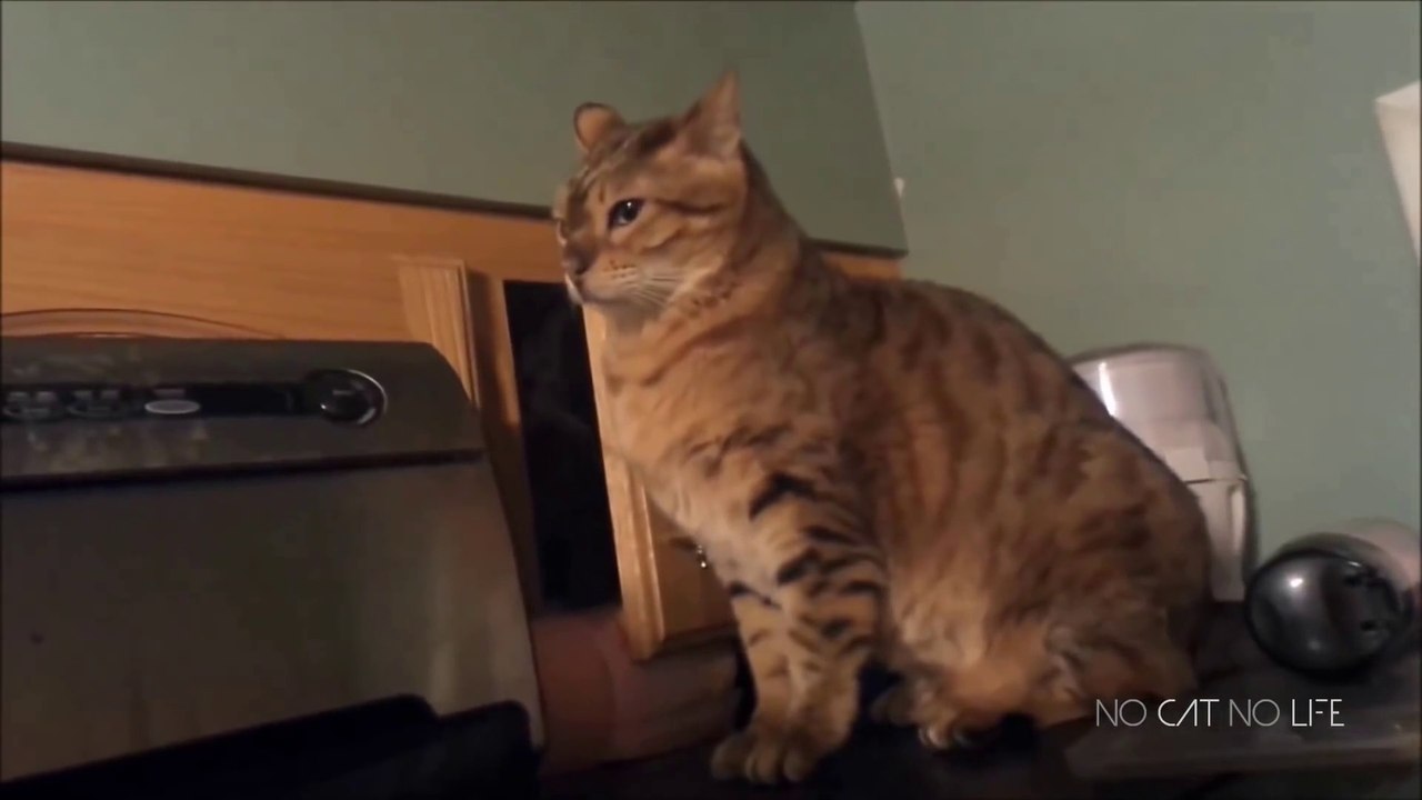 CAT FUNNY MOMENTS / CATS IS NOT ANİMALS THEY REALY ALIEN