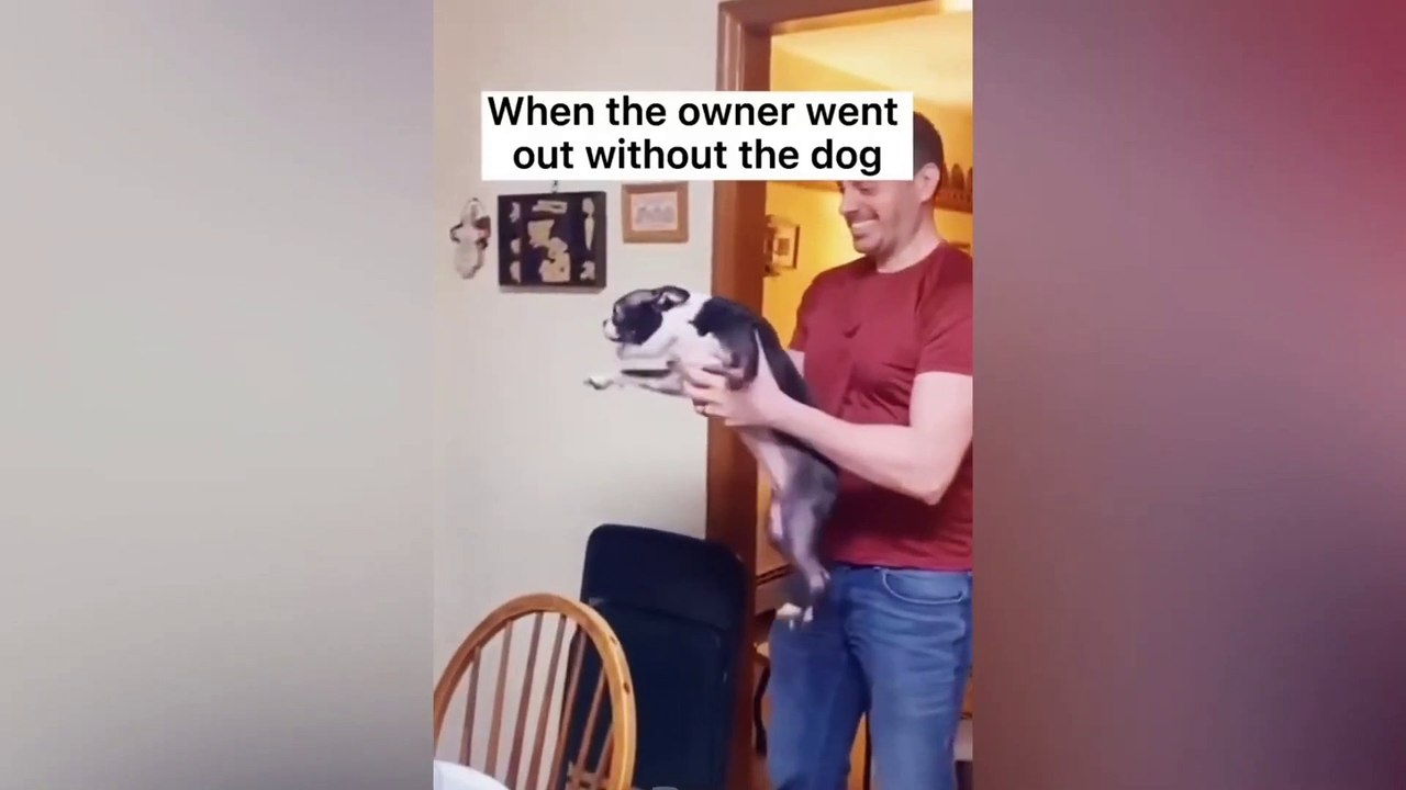 Dogs and cats Funny Video