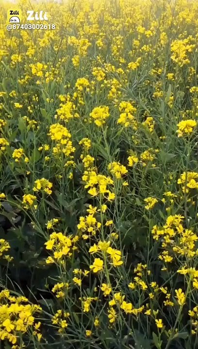 #Flowers