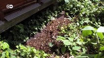 Agroquímicos amenazan abejas y cultivos | DW Documental