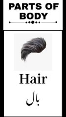 Parts of body. Learn parts of body in English