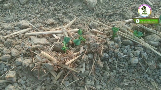 মটরশুঁটি চাষ পদ্ধতি মটরশুঁটির বীজ থেকে চারা উৎপাদন ও মটরশুঁটি চাষ পদ্ধতি