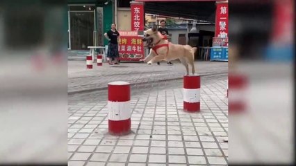 Fanny Dogs /baby Dogs Videos Compilation