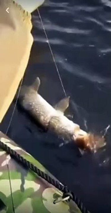 Double prise : un poisson qui mange un poisson qui se fait attraper
