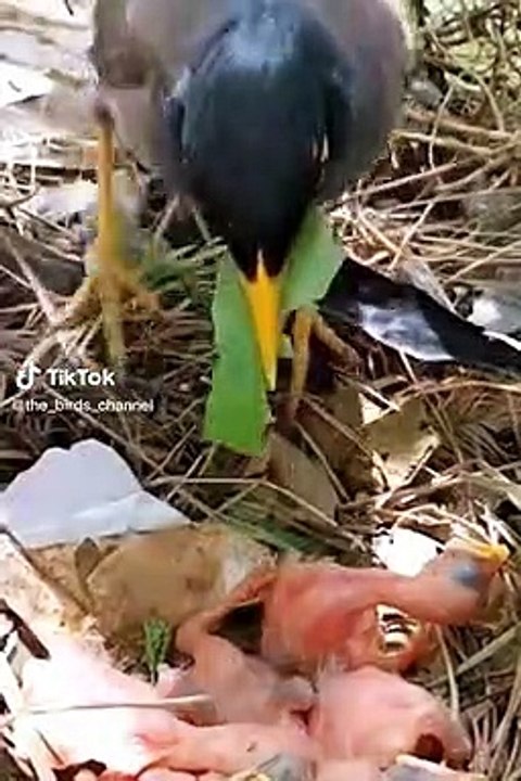 Ma Eating Chicks