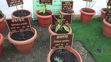लाल पिनसुटिया से गुलजार हुआ गांधी उद्यान, फूलों के साथ लोग ले रहे सेल्फी