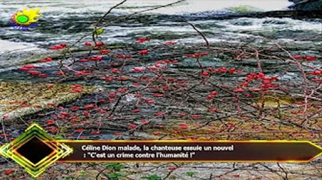 Céline Dion malade, la chanteuse essuie un nouvel : C'est un crime contre l'humanité !