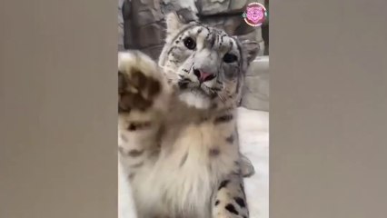 Baby Animal /Funny Dogs Videos Compilation