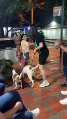 Misunderstanding Happens When a Playful Pitbull Meets a Miniature Pinscher