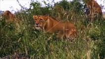 WATCH NOW! 5 Fearless Buffalo Come To Take Down The Lions, Lucky Elephant Was Saved