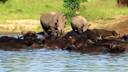 Buffalo Punished When Trespassing The Hippo Hippo Madness Attacks Buffalo