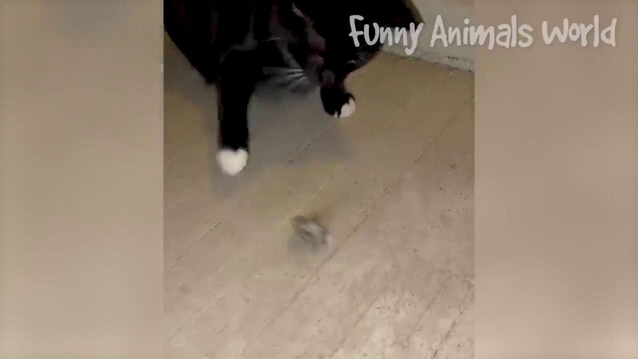Funniest Dogs And Cats Videos  - Best Funny Animal Videos 2022 #12
