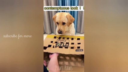 funny and cute Cat | Dog videos 2023