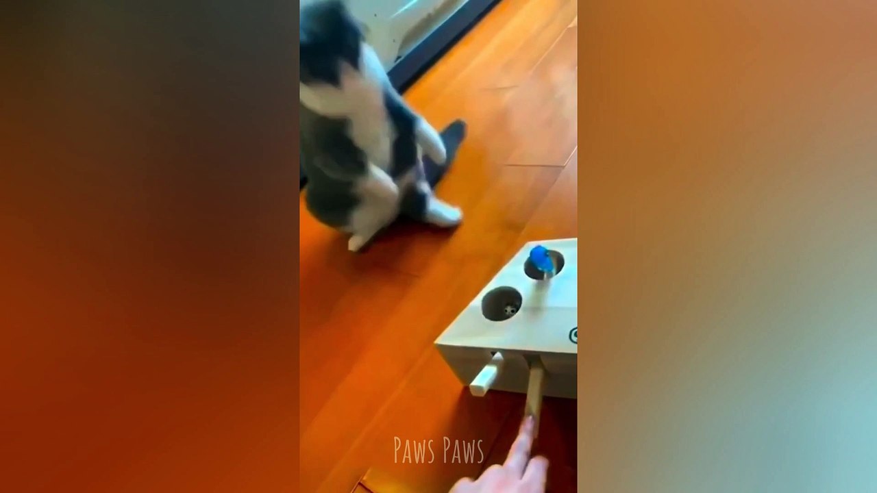 Cute and Funny cats and dogs video 2023