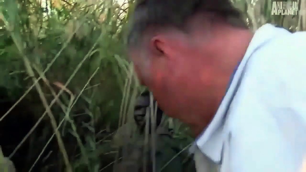 Wild discovery channel animals male lion hunt buffalo real fight Animal planet documentary