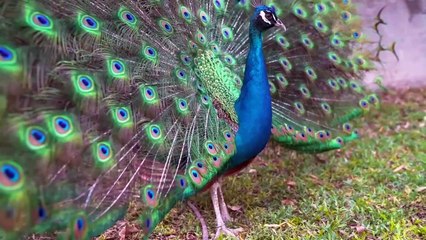 peacock video ; birds video