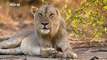 NSEFU Kings of Lions Documentary 2018 National Geographic Lions Documentary 2018   YouTube