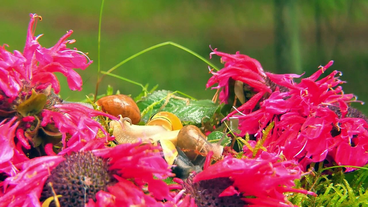 Beautiful Snails