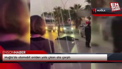 Muğla'da otomobil aniden yola çıkan ata çarptı