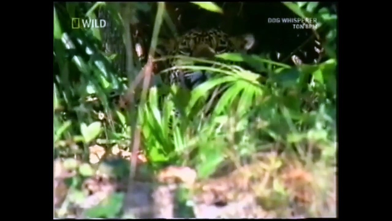 Jungle Boogie Jaguar Style