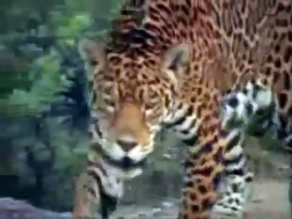 Coatimundi Vs Jaguar - video Dailymotion