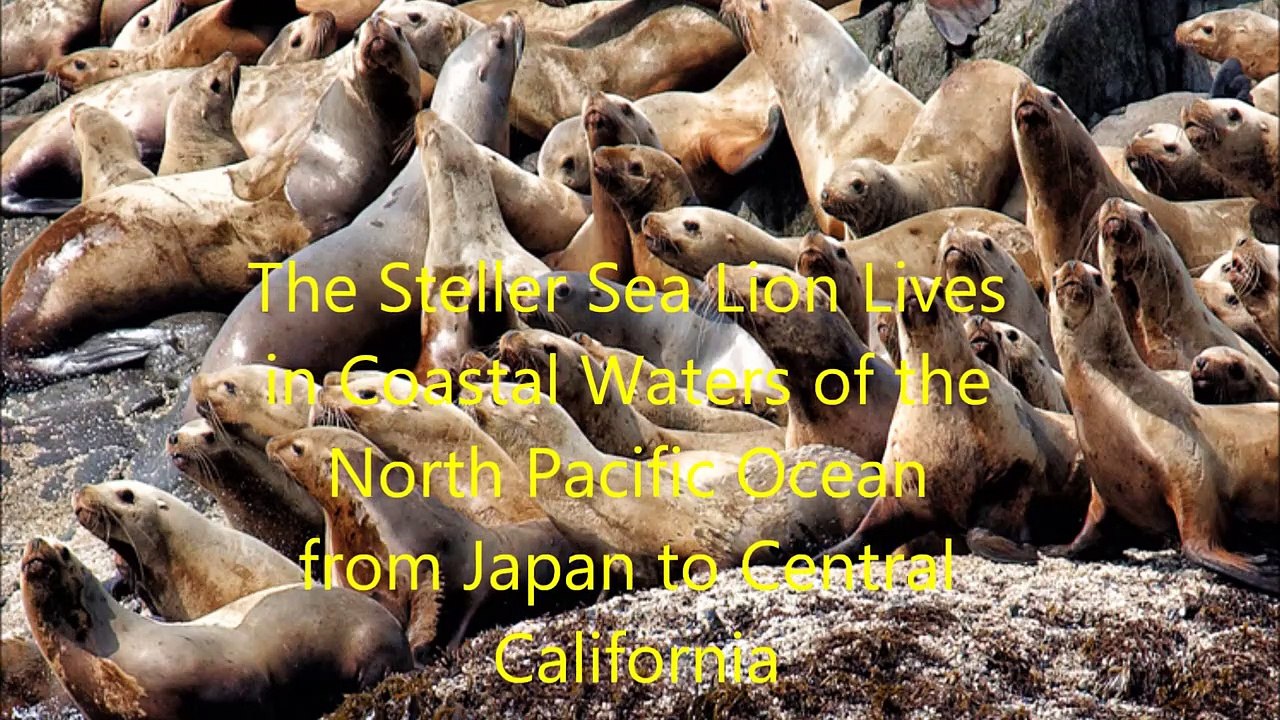 Animal Fight Club Season 3 Episode 8 Steller Sea Lion Vs Leopard Seal