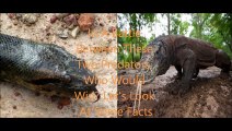 Animal Fight Club Season 1 Episode 10 Komodo Dragon Vs Reticulated Python