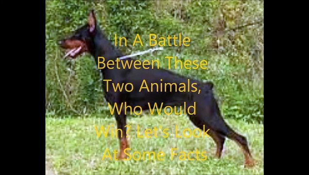 Animal Fight Club Season 1 Episode 8 Mountain Lion Vs Doberman Pinscher