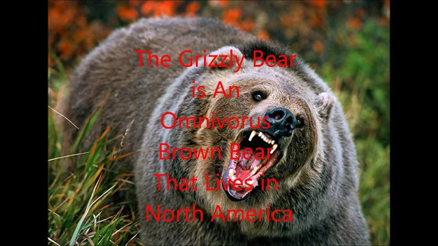 Animal Fight Club Season 1 Episode 12 Grizzly Bear Vs Polar Bear