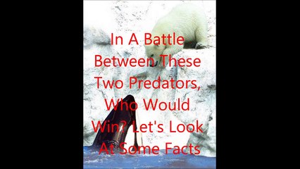 Animal Fight Club Season 1 Episode 6 Polar Bear Vs Killer Whale