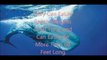 Animal Fight Club Season 1 Episode 4 Sperm Whale Vs Great White Shark