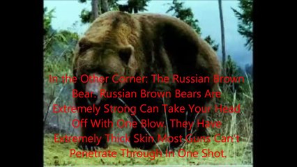 Animal Fight Club Season 1 Episode 2 Siberian Tiger Vs Russian Brown Bear