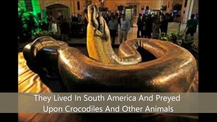 Animal Fight Club Season 1 Episode 1 Titanoboa Vs Megalania