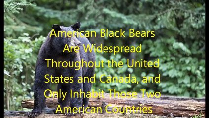 Animal Fight Club Season 3 Episode 4 American Black Bear Vs Grey Wolf