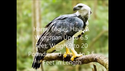Animal Fight Club Season 3 Episode 1 Harpy Eagle Vs Philippine Eagle