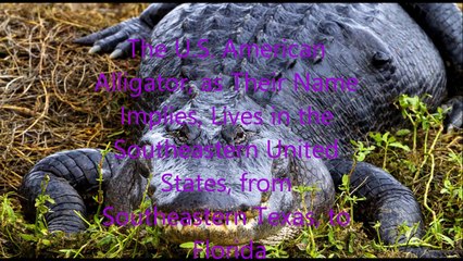 Animal Fight Club Season 3 Episode 9 U.S. American Alligator Vs Komodo Dragon