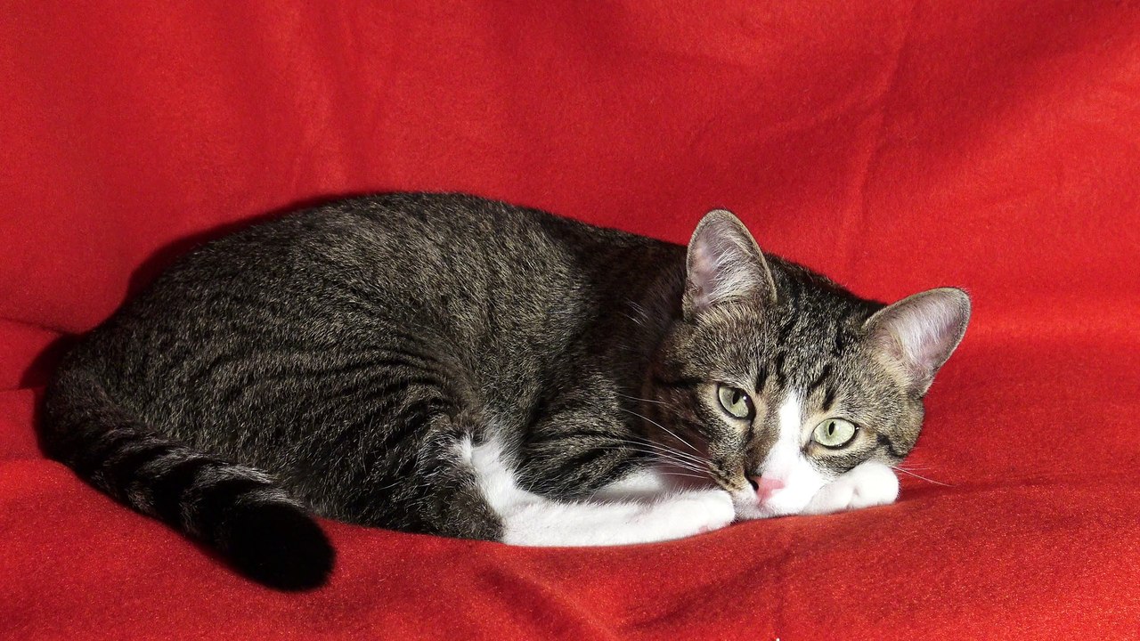 A Little Cat witha Funny Face