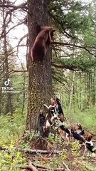 Köpekler ayı kovalıyor