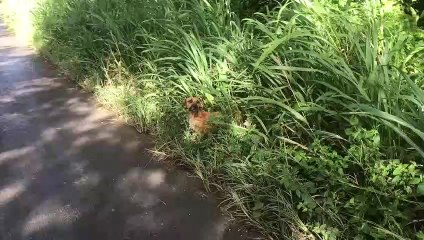 ZIG ZAG, AZADI, ZENDEGI, chiens de la Guadeloupe à sauver