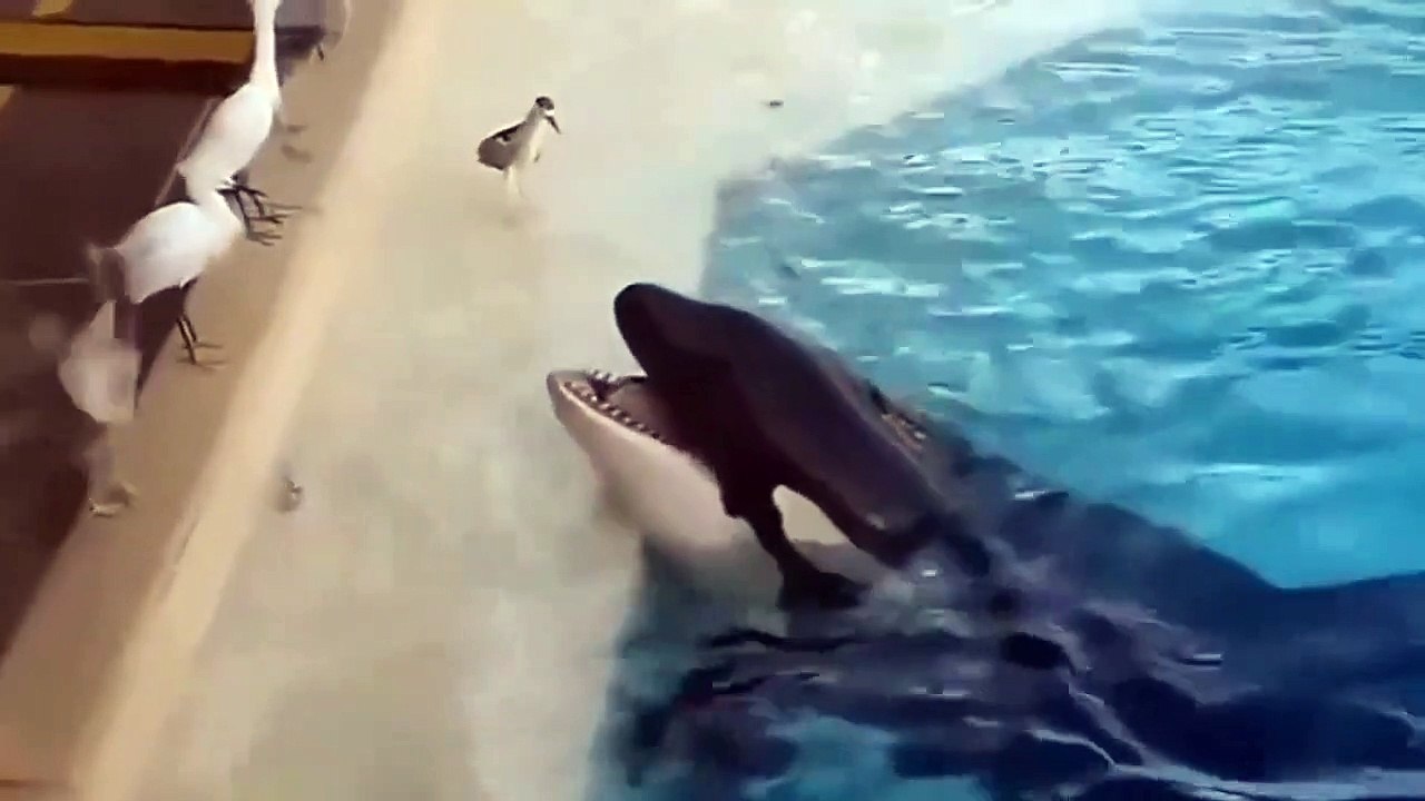 Orca, Pelicans And Birds Kill To Survive #animalskilling #orcaeatsbird #pelicanswallowsbird