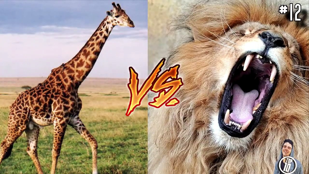 14 craziest animal fights caught on camera