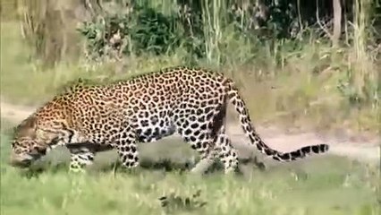 Cheetah Killed by Leopard Wild Animal Attack