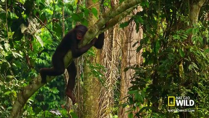 Bonobo Love   Wild Wives of Africa