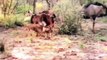 Awesome attack wild epic battle of wild dogs vs animals is not never lion buffalo warthog