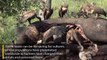 Here's What Happens After an Elephant Dies   Nat Geo Wild